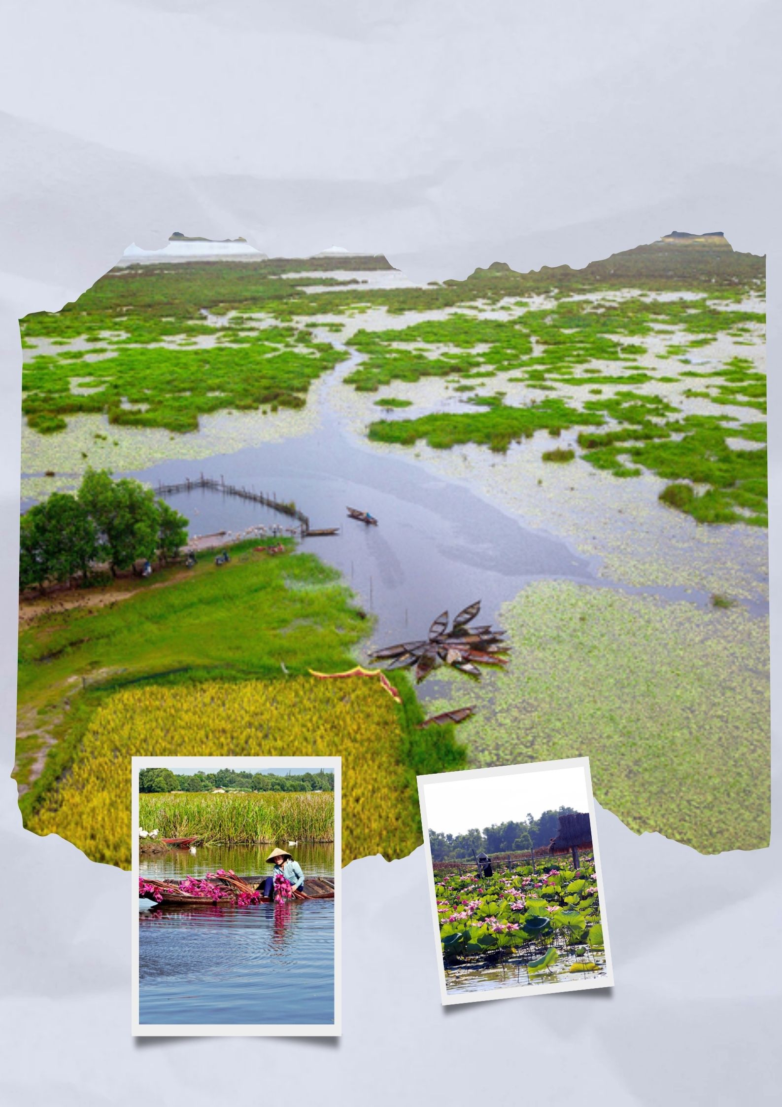 trà sen sông đầm